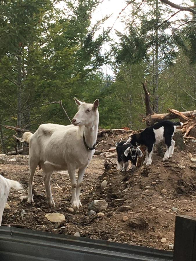 Farm stay Maple Heart Ranch Shawnigan Lake